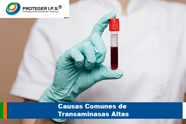 transaminasas altas